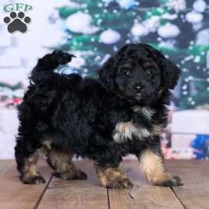 Darcy (F1b), Mini Bernedoodle Puppy